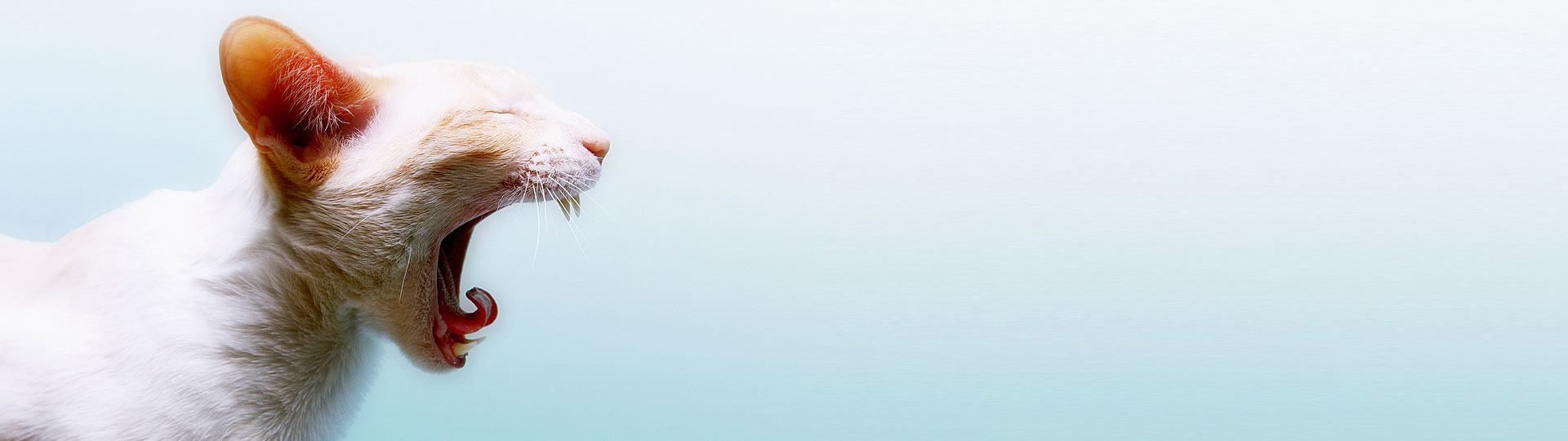Slide background